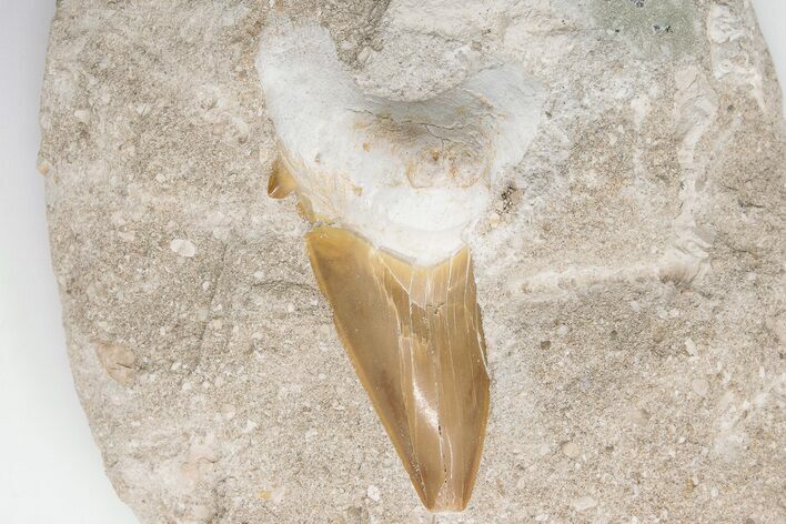 Otodus Shark Tooth Fossil in Rock - Eocene #201182